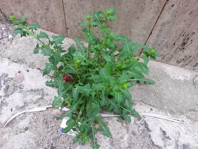 Asteraceae: genere non determinabile